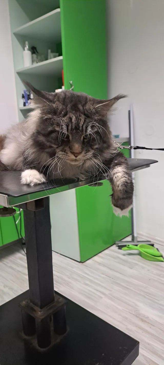 Nega mačk – pasji salon Dlaxi